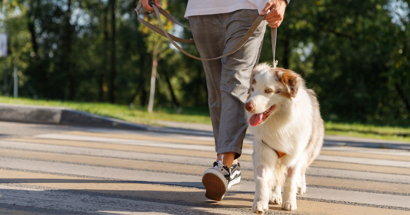 Правила выгула собак и советы по выбору амуниции