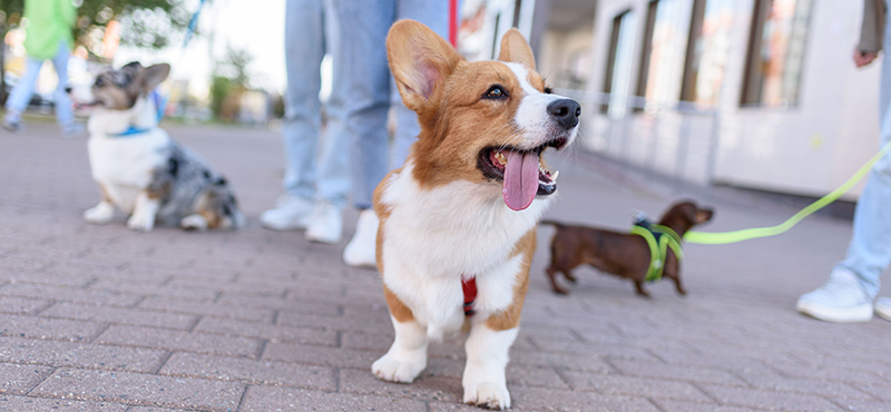 Правила выгула собак и советы по выбору амуниции