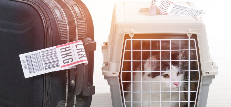 Путешествуем вместе с питомцами: правила перевозки животных в самолете и поезде