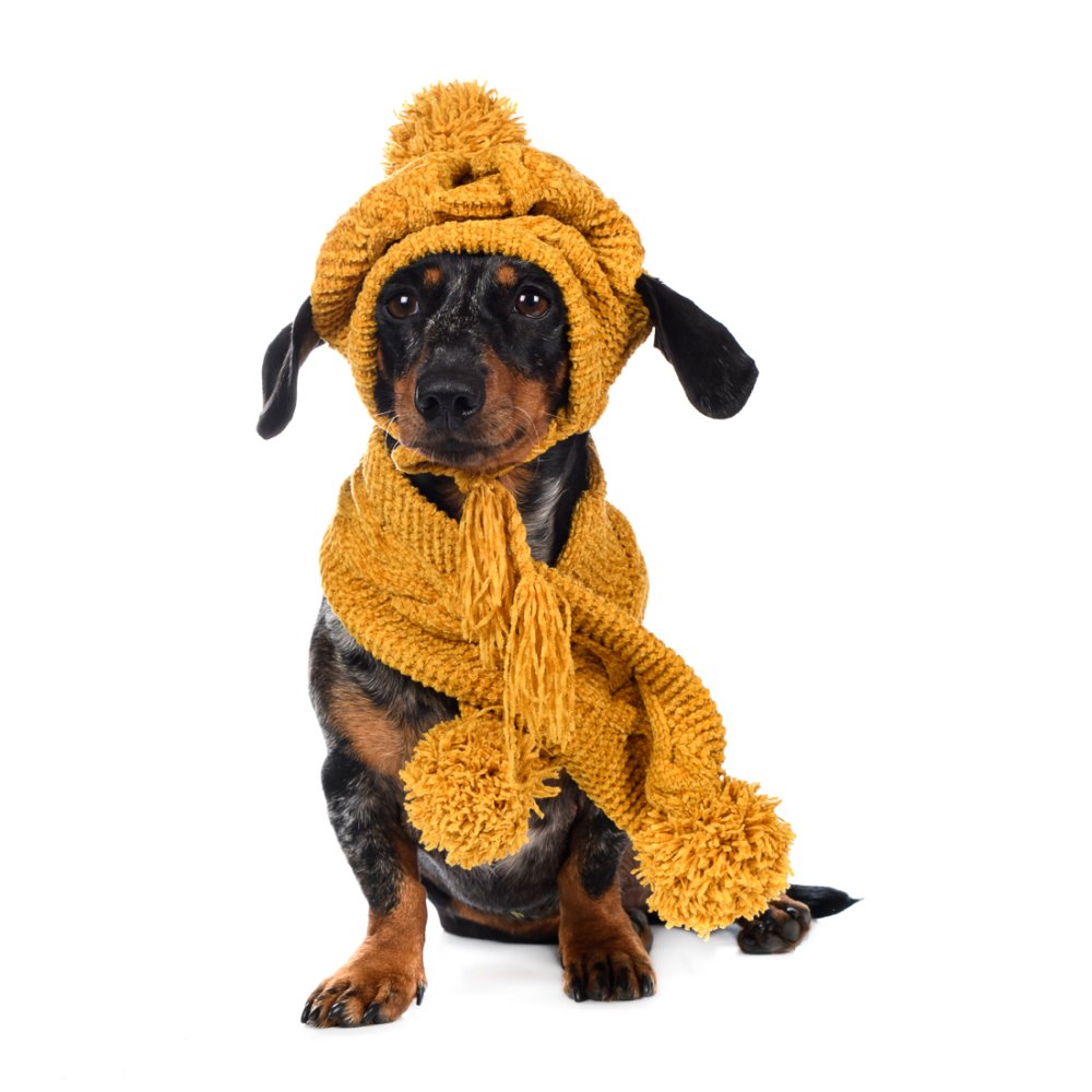 Шарф и шапка безразмерные из шенилла для собак желтый (унисекс)