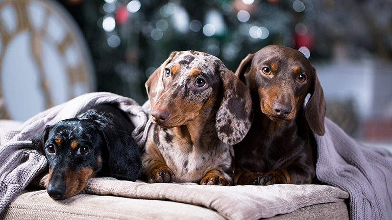 Одежда для собак породы такса