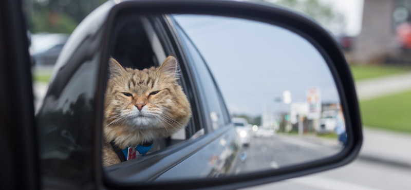 Как путешествовать с кошкой в машине