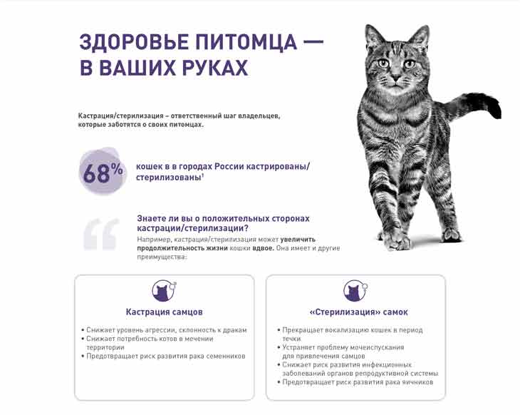 HM-PRODUCT_STORY_NEUTERED_CAT_rus_02.jpg