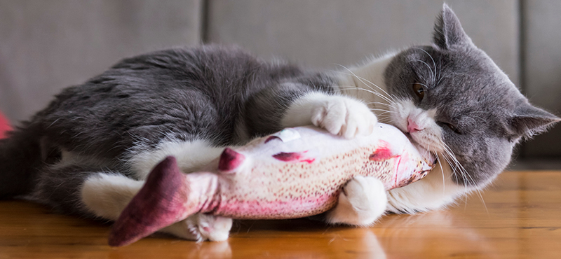 На что нужно обратить внимание при выборе игрушки для кошки: