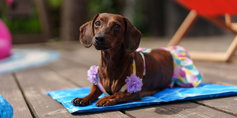 Одежда для собак породы такса