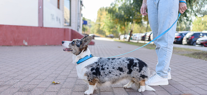 Как выбрать амуницию для собак