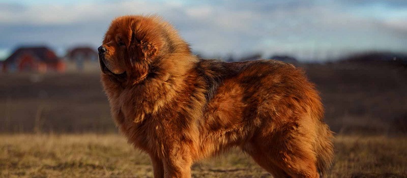 Тибетский мастиф - порода собак