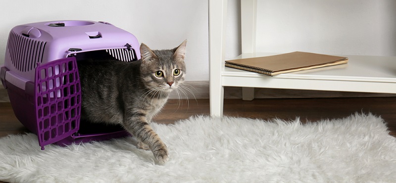 Как выбрать сумку-переноску для кошки?
