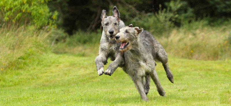 Ирландский волкодав – порода собаки