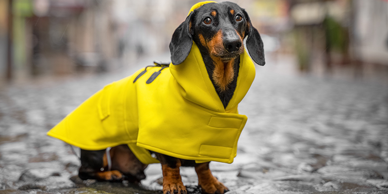 Одежда для собак породы такса