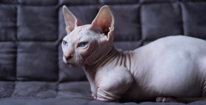Бамбино – порода кошек