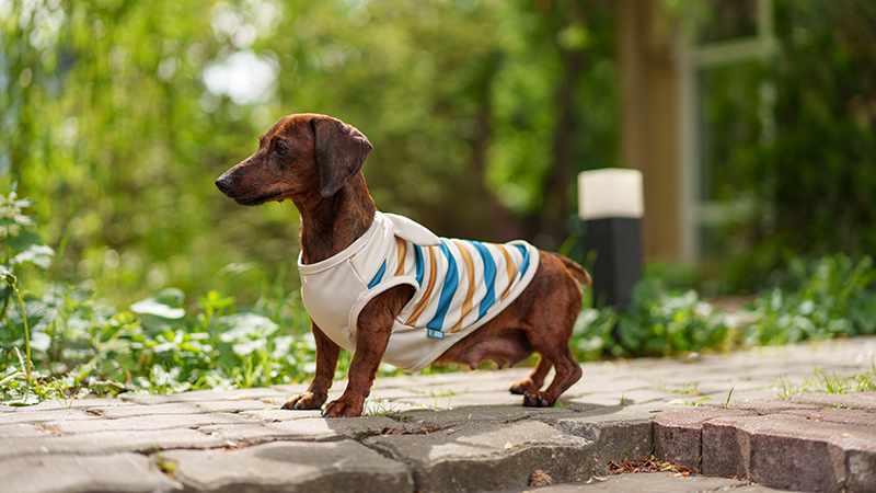 Одежда для собак породы такса