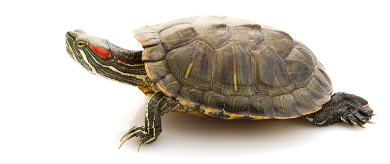 Черепахи: виды, содержание, уход