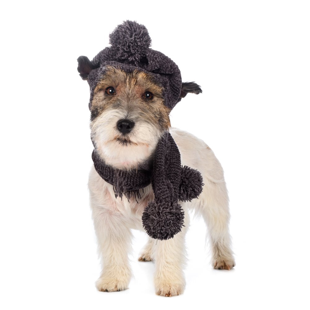 Комплект для собак шарф+шапка из шенилла, серый