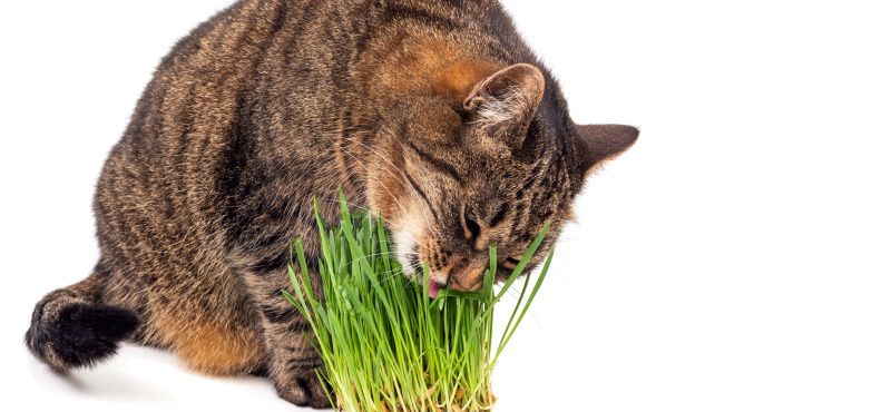 Трава для кошек: какую можно давать