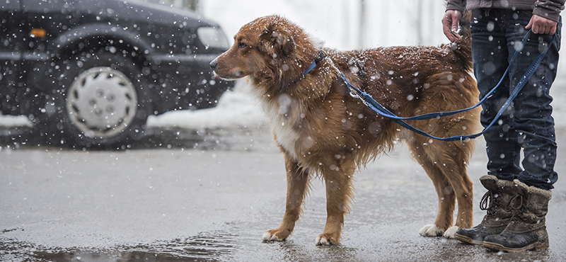 Можно ли мыть собаку зимой? 4 правила ухода за шерстью, лапами и собачьим носом