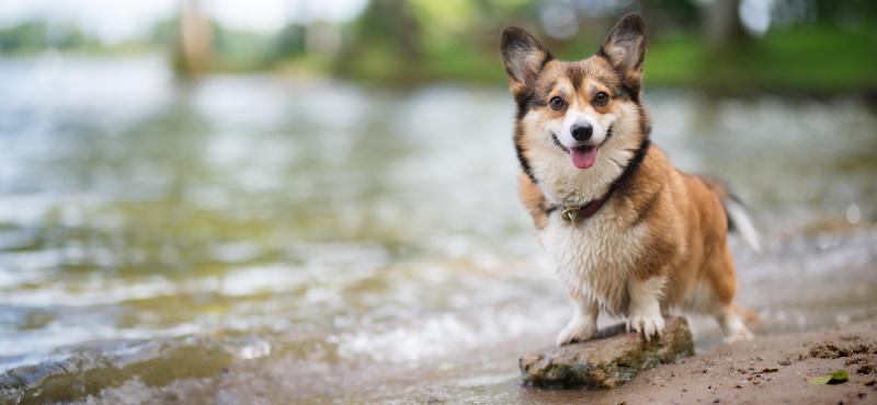 Как плавать с собакой: правила и рекомендации