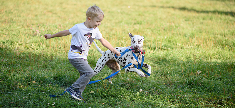 Правила выгула собак и советы по выбору амуниции