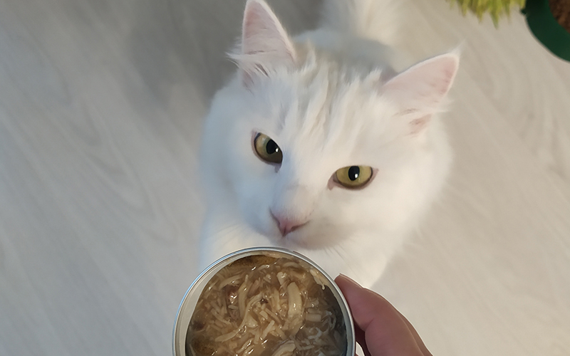 Что делать, если ваша кошка не ест корм