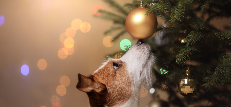 Что подарить собаке на Новый год
