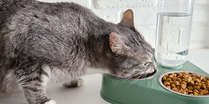5 мифов о сухих кормах для кошек