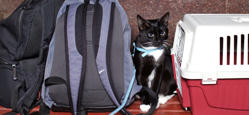 Путешествие с кошкой в поезде: о чем важно знать