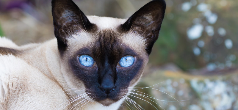 Тонкинская кошка: описание породы, характер, уход