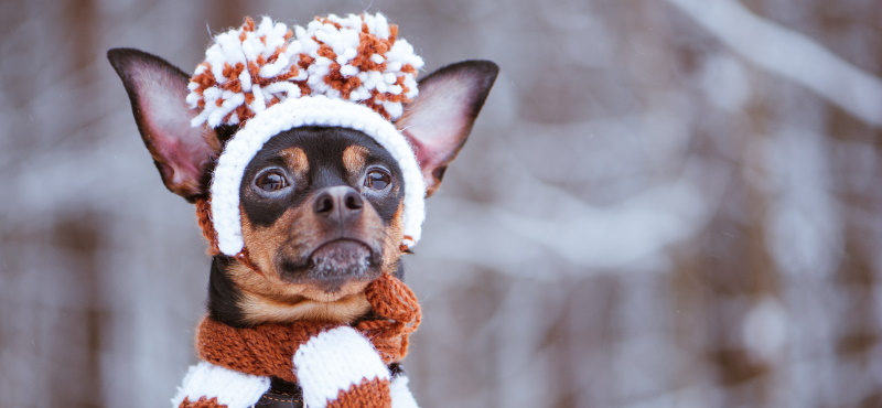 Температурный режим у собаки - когда питомцу жарко и холодно