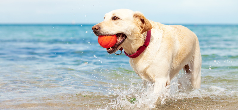 Как плавать с собакой: правила и рекомендации