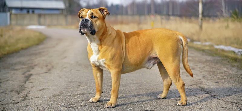 Ка-де-бо – порода собак