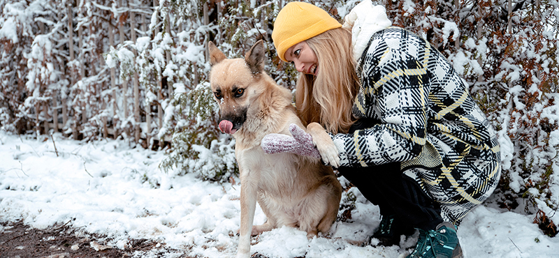 Почему собаки едят снег на улице: причины и объяснения