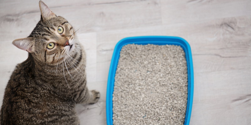 Закрытый туалет для кошки своими руками: как спрятать лоток
