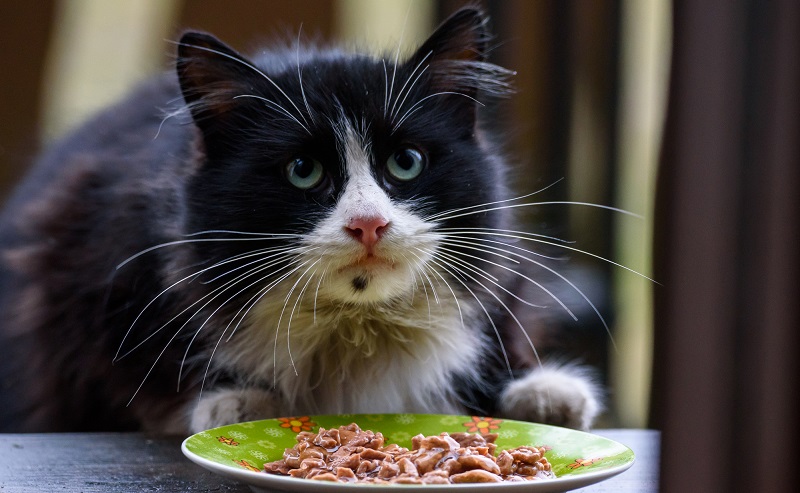 Как правильно кормить кошку весной?