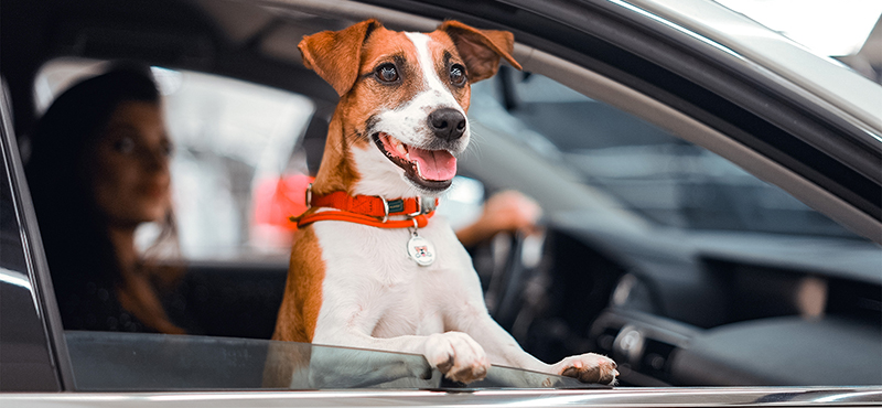 Правила выгула собак и советы по выбору амуниции