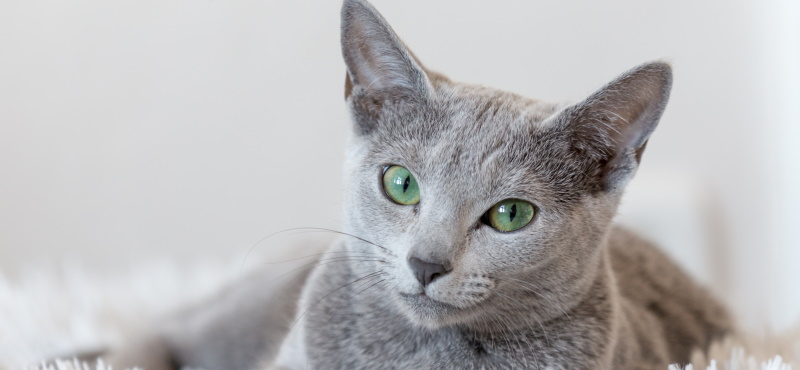Русская голубая – порода кошки