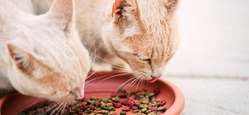 Классификация кормов для кошек