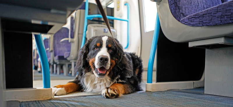 Путешествие с собакой в поезде: о чем важно знать