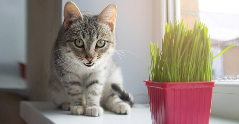Растения для кошек: какие растения опасны для кошек и как защитить комнатные цветы