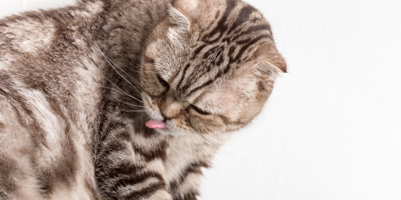 Вредно ли, что кошки едят свою шерсть?