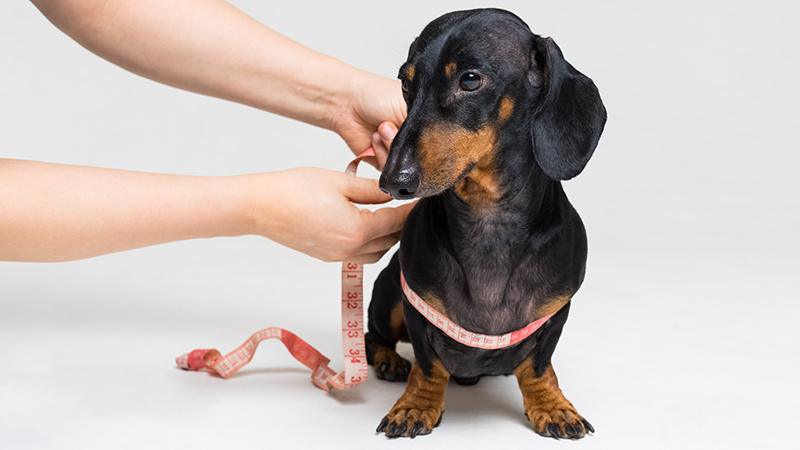 Одежда для собак породы такса