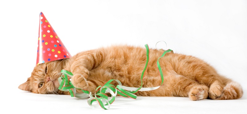 День кошек в России: готовим подарки любимым питомцам!
