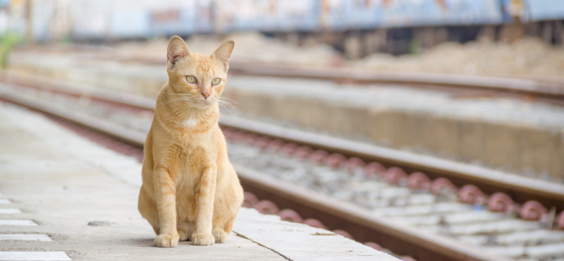 Путешествие с кошкой в поезде: о чем важно знать