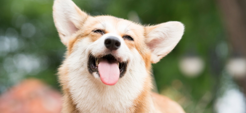 Как понять язык тела собаки