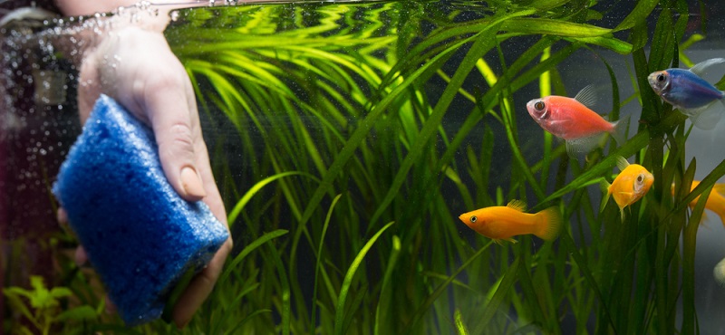 можно ли хранить аквариум без воды. Смотреть фото можно ли хранить аквариум без воды. Смотреть картинку можно ли хранить аквариум без воды. Картинка про можно ли хранить аквариум без воды. Фото можно ли хранить аквариум без воды можно ли хранить аквариум без воды. Смотреть фото можно ли хранить аквариум без воды. Смотреть картинку можно ли хранить аквариум без воды. Картинка про можно ли хранить аквариум без воды. Фото можно ли хранить аквариум без воды