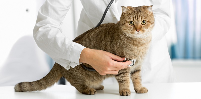 Аллергия у кошек: причины и советы по лечению