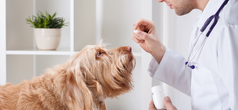 Как выбрать препараты от глистов для собак?