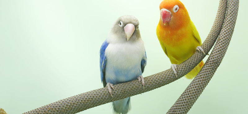 Попугаи-неразлучники: уход и содержание