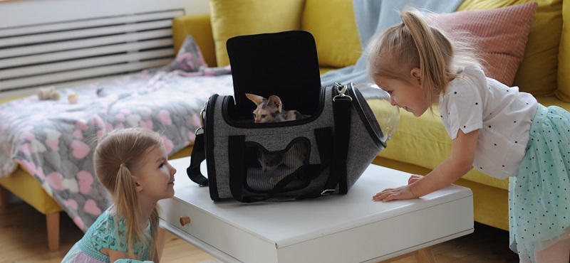 Как выбрать сумку-переноску для кошки?