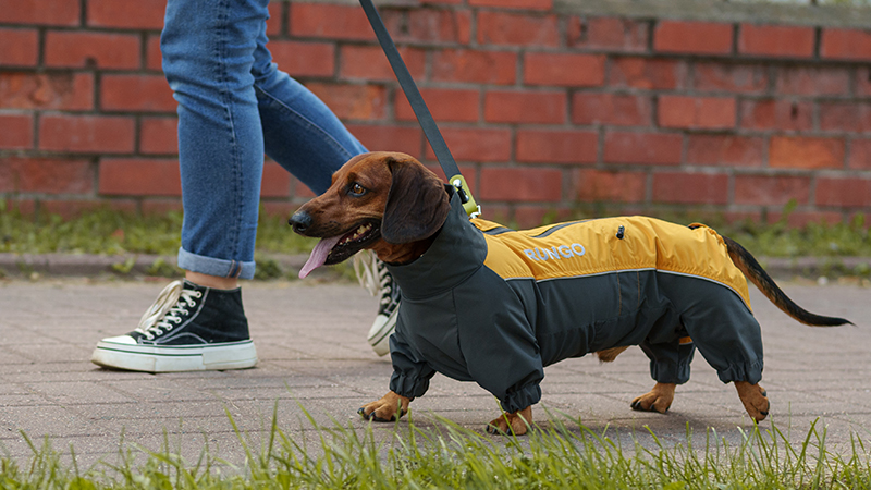Одежда для собак породы такса