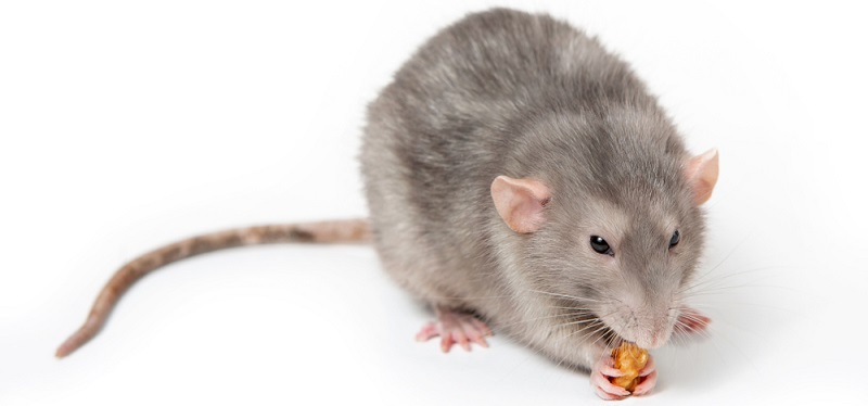 Содержание домашних крыс
